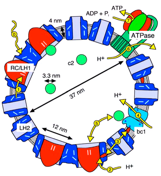 Vesicle schematic overview