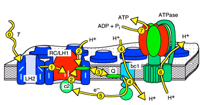 Vesicle Overview